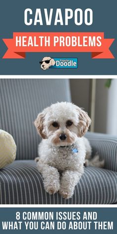 a small white dog sitting on top of a blue chair