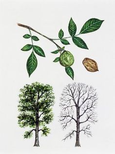 three different types of trees with leaves