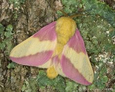 a pink and yellow moth sitting on top of a tree