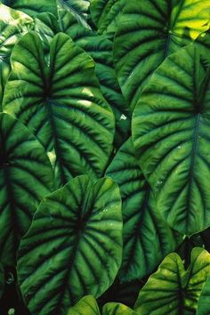 large green leaves are growing in the garden