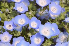 blue and white flowers with green leaves in the background