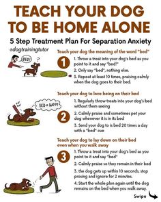 Puppy Schedule, Puppies Tips, Easiest Dogs To Train, Dog Brain, Puppy Training Tips, Train Your Dog, Dog Care Tips, Training Your Puppy