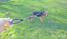 a dog wearing a harness being pulled by a person with a large pair of scissors