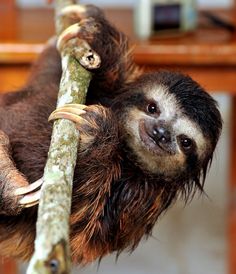 a brown and white sloth hanging from a tree branch