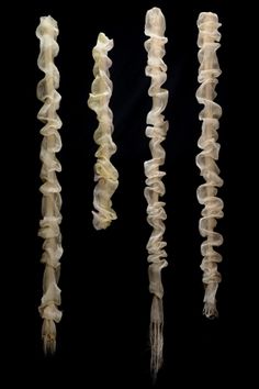 three different types of squid tails on a black background, one is white and the other is light brown