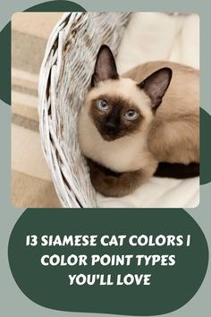 a siamese cat sitting in a basket with the caption, 13 siamese cat colors i color point types you'll love