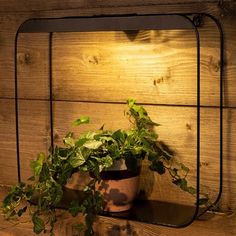 a potted plant sitting on top of a shelf next to a wall mounted light