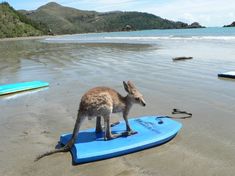 a kangaroo standing on top of a blue surfboard