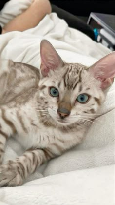 a cat laying on top of a white blanket