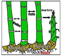 the four stages of growing bamboos are shown in this diagram, with arrows pointing up and down