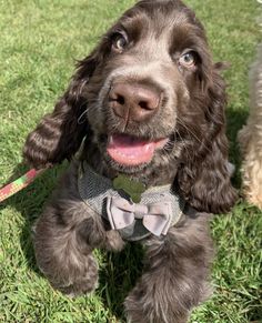 a brown dog wearing a bow tie sitting on top of a green grass covered field