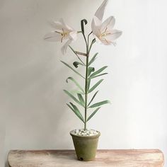 a potted plant sitting on top of a wooden table next to a white wall