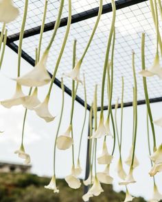 white flowers hanging from the ceiling in a greenhouse