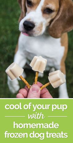 a dog is looking at the camera while holding marshmallows