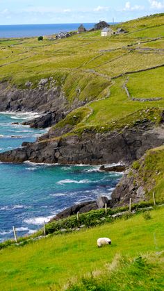 two sheep grazing on the side of a cliff by the ocean with houses in the background