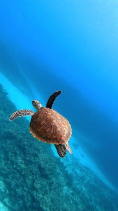 a turtle swims in the clear blue water