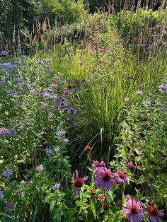 a field full of purple and red flowers next to tall grass with trees in the background