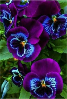 purple and blue flowers with green leaves in the background