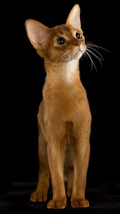 a brown cat sitting on top of a black surface