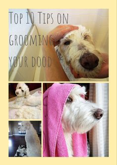 there are pictures of dogs with towels on their heads and the words top 10 tips on grooming your dog