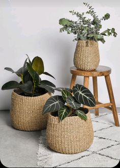 three planters with plants in them sitting on a rug next to a wooden stool