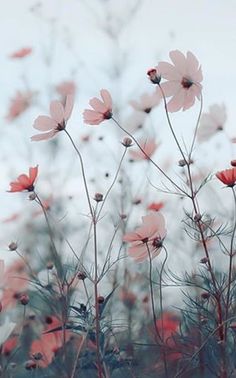 some pink flowers are in the foreground, and another plant is in the background