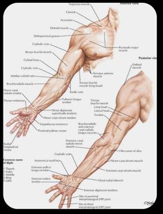 the arm and wrist muscles are labeled in this diagram, as well as their names