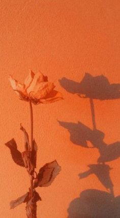 the shadow of a single rose is cast on an orange wall with shadows from it