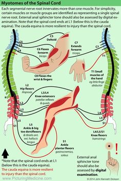 Nerve Anatomy, Physical Therapy School, Spinal Nerve