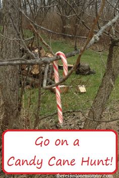 a candy cane stuck in the branches of a tree that has been cut down by someone