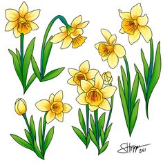 some yellow daffodils with green leaves on the stems and one flower in the middle