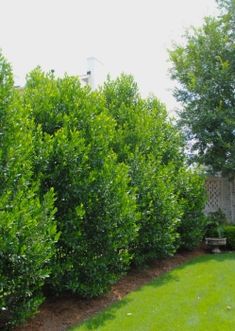 a row of green bushes in the middle of a yard with a house in the background