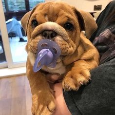 a dog with a pacifier in its mouth is being held by someone's arm