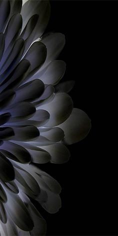 an image of a flower that is in the dark