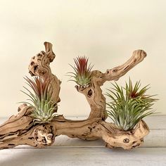 two air plants sitting on top of driftwood with white walls in the back ground