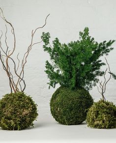 three moss covered balls with trees in the middle on a white surface, one is green and the other is brown