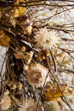 dried flowers and branches against a white background