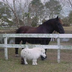 a brown horse standing next to a white sheep in a fenced in area with trees