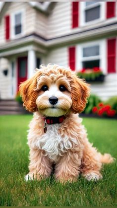 a brown and white dog sitting on top of a lush green field next to a house