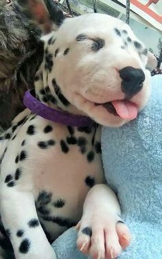 a dalmatian dog laying on top of a blue blanket next to a stuffed animal