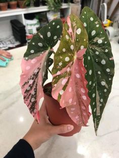 a hand holding a potted plant with pink and green leaves