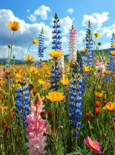 colorful wildflowers and other flowers in a field