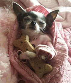 a small dog laying on top of a pink blanket