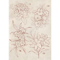 some flowers are drawn in red ink on white paper, with numbers 3 - 5