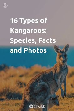 a kangaroo with the words 16 types of kangaroos species, fact and photos