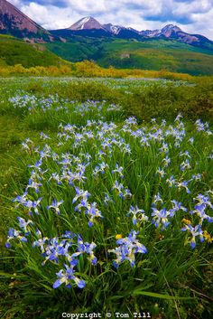 blue flowers in the foreground with mountains in the background