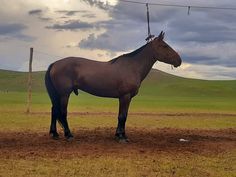 a brown horse standing on top of a grass covered field next to a power line