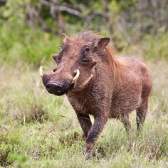 an animal that is standing in the grass with words above it saying bring home to the bacon