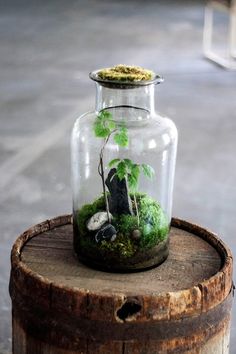 a glass jar filled with plants on top of a wooden barrel