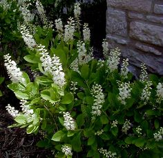 some white flowers and green leaves near a brick wall